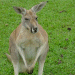Adult kangaroo trying to look as cute as the joeys