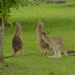 Roos in the distance
