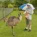 Devin feeds an emu