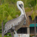 A pelican on the front pier
